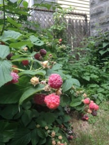 garden raspberries