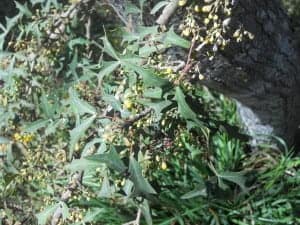 berberis trifoliata