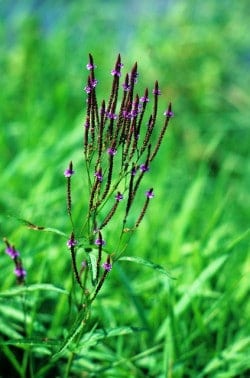 Blue Vervain by Wisconsin Dept of Natural Resources, on flickr