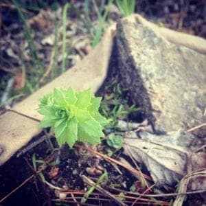 rhodiola Brighton garden