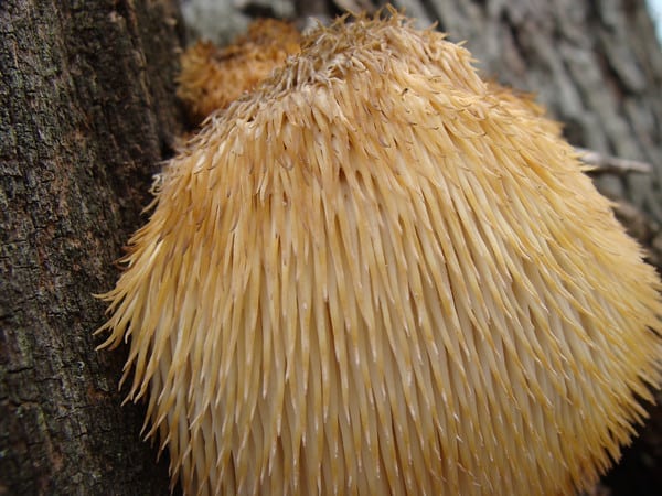 Lion's Mane Mushroom by Forest Farming · CommonWealth Center for Holistic Herbalism