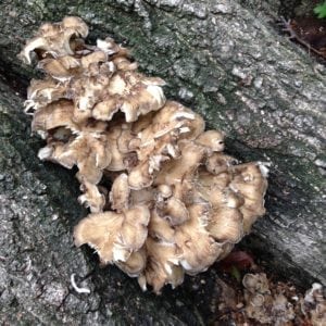 maitake mushroom growing on an oak stump