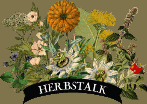 herbstalk graphic 5 herbstalk graphic e1484430800490