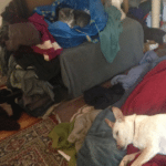 laundry cat and dog