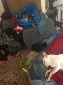 laundry cat and dog
