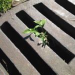 plant escaping