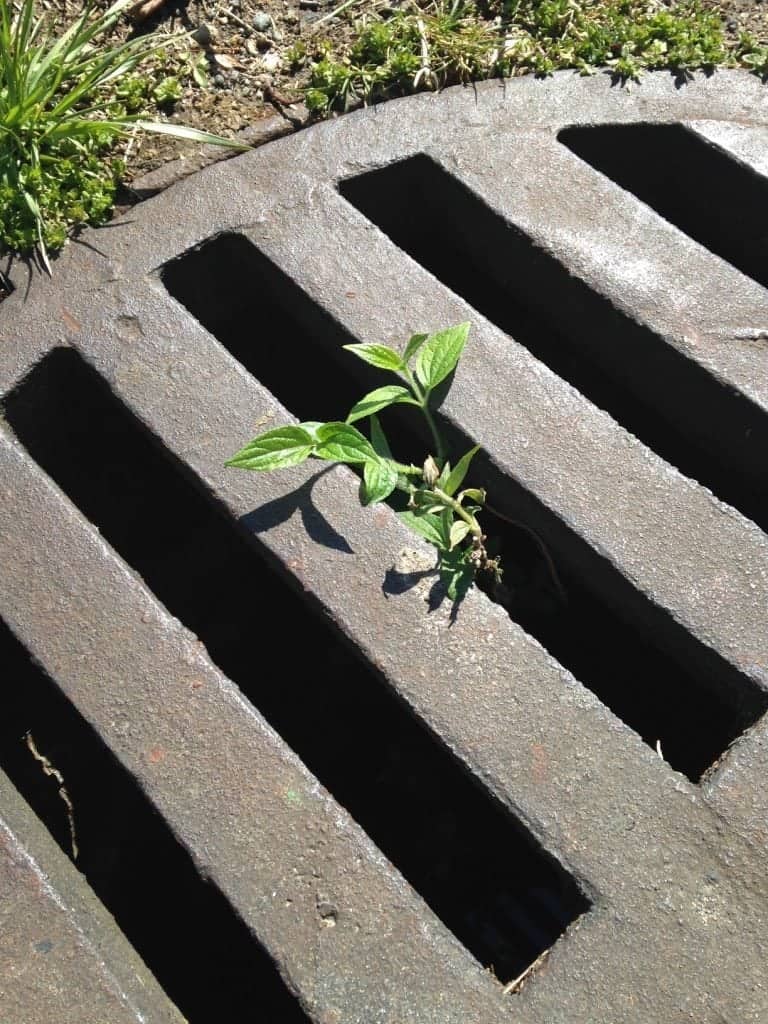 plant escaping