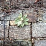 mullein wall 2