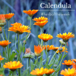 Copy of calendula hotw