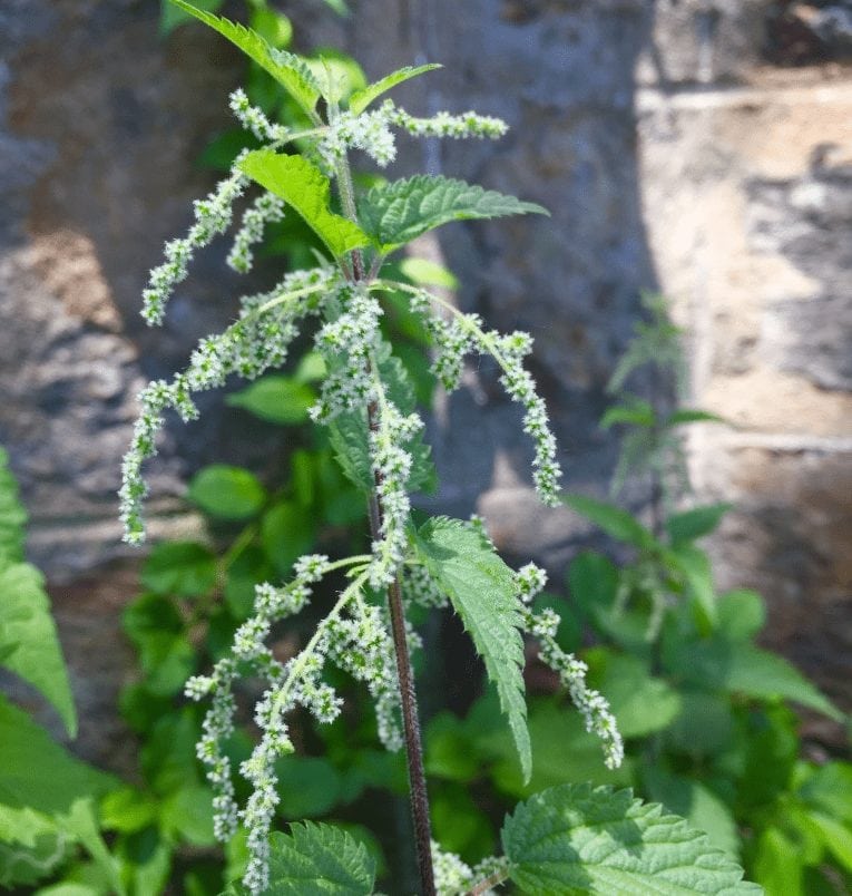 Nettle: Herb of the Week · CommonWealth Holistic Herbalism