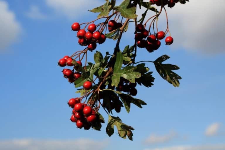 hawthorn-herb-of-the-week-commonwealth-holistic-herbalism