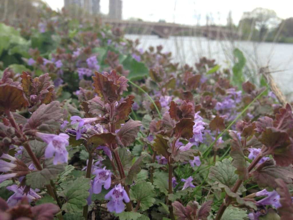 ground ivy by the Charles River