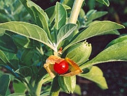 ashwagandha berry