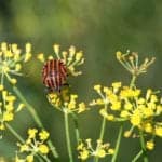 fennel and beetle