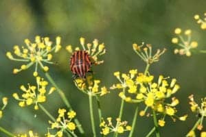 fennel and beetle