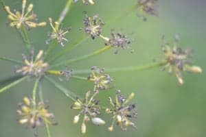 fennel in seed
