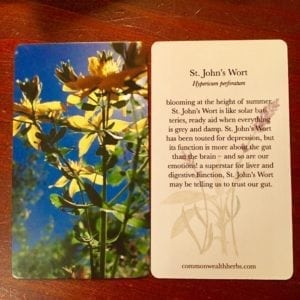 st-johnswort card