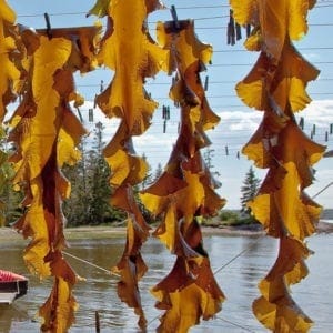 Kelp