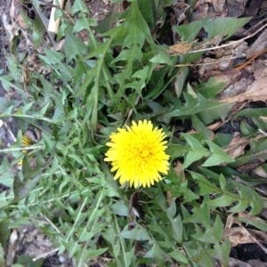 dandelion earliest bloom 2017