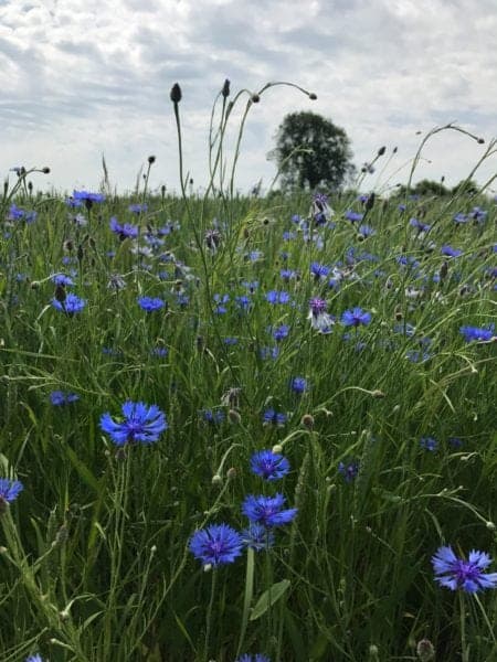 chicory field