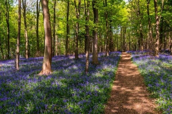 forest path