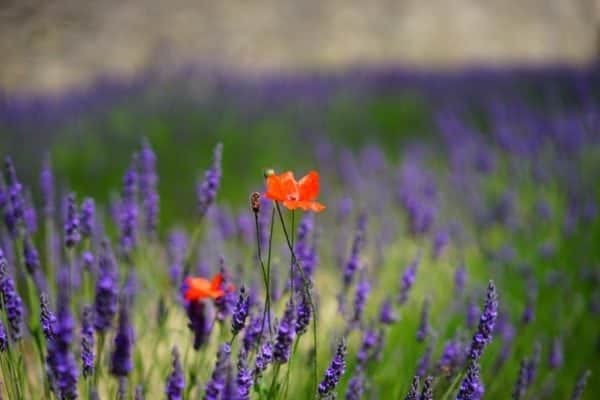poppy lavender