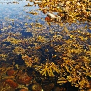 hotw kelp1