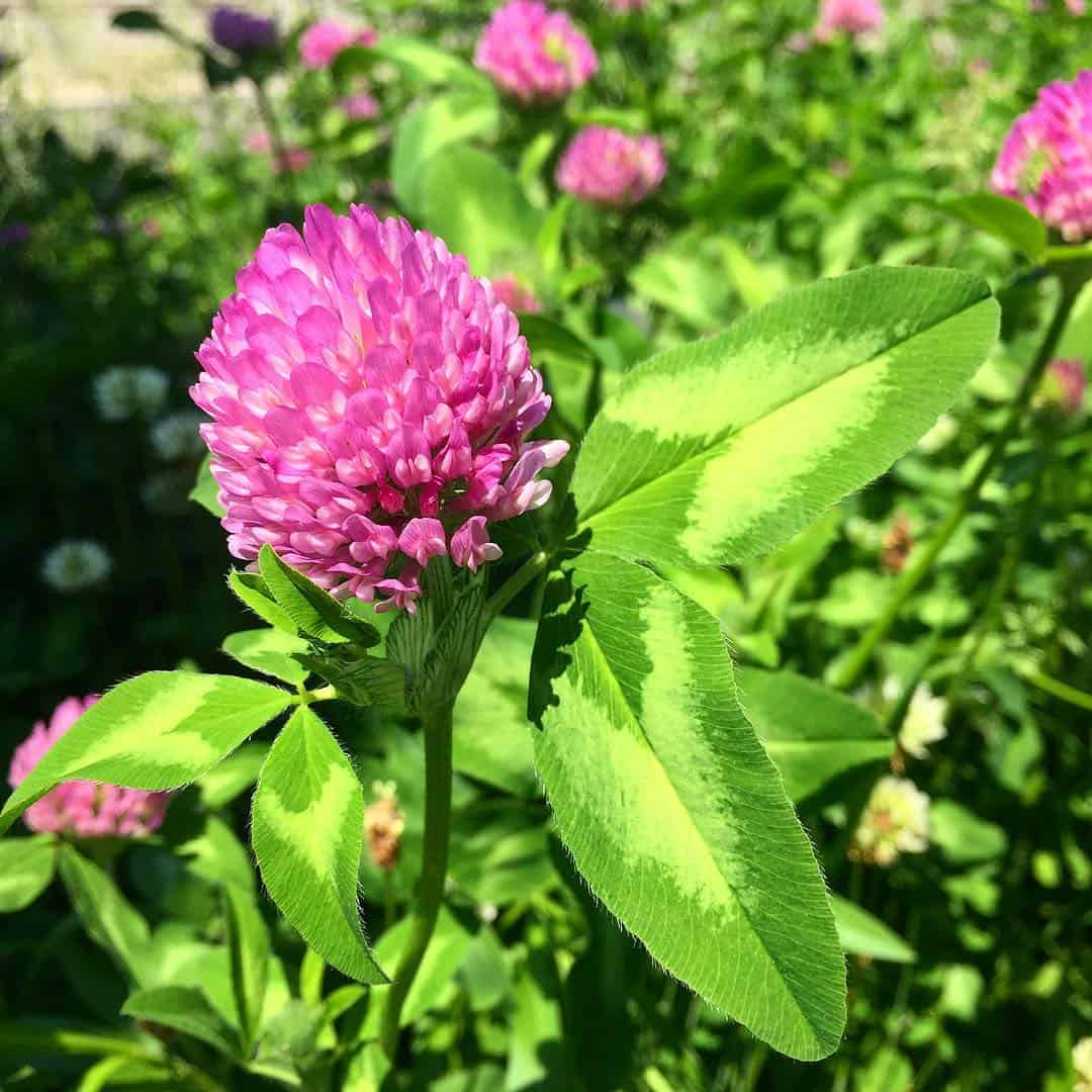Red Clover: Herb of the Week · CommonWealth Center for ...