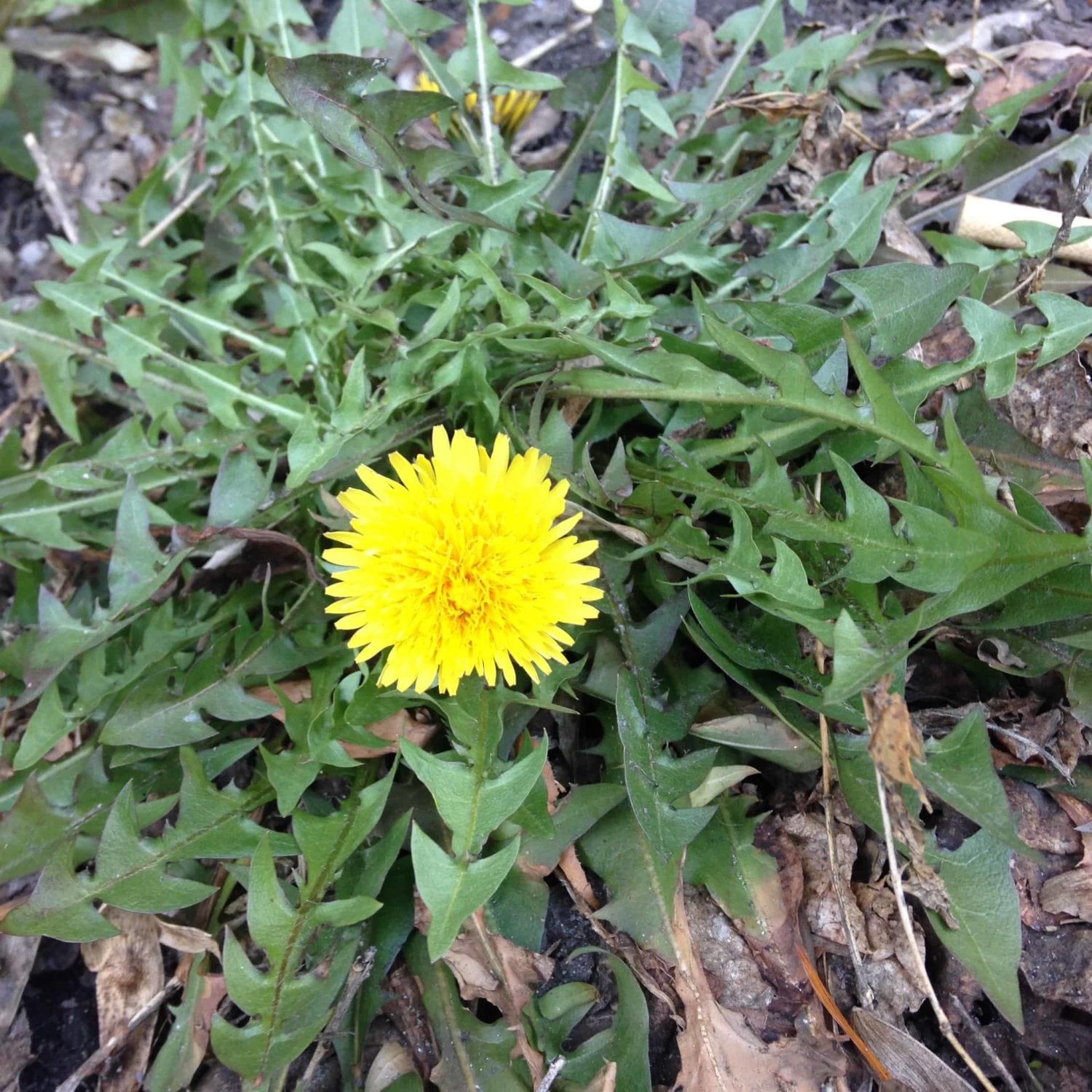 Dandelion: Herb of the Week Â· CommonWealth Holistic Herbalism