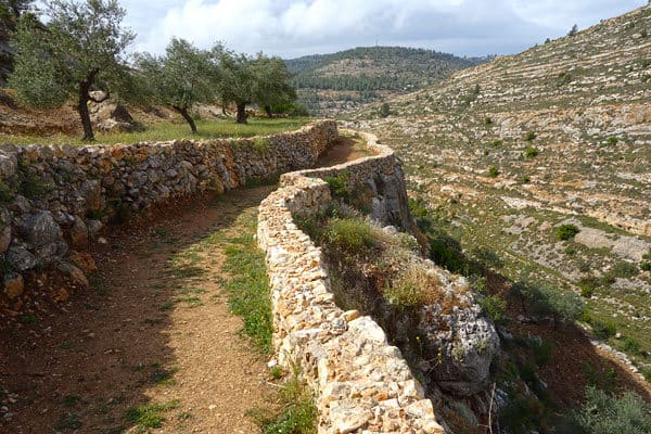 palestine olives