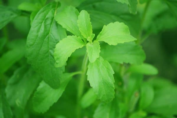 The stevia plant is an extremely sweet herb!