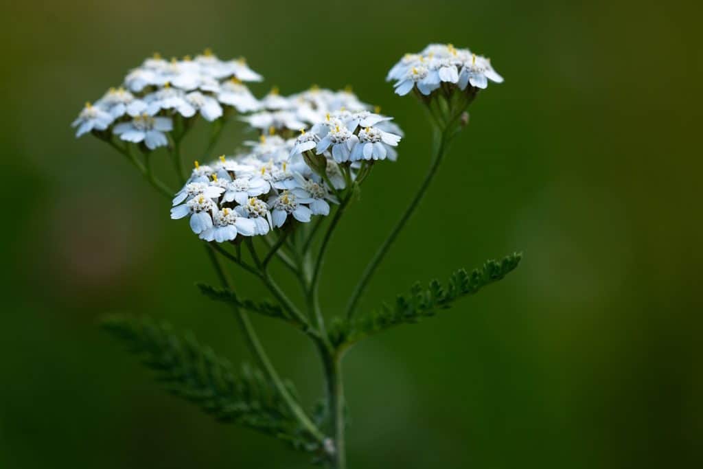 yarrow, an excellent herb for wounds