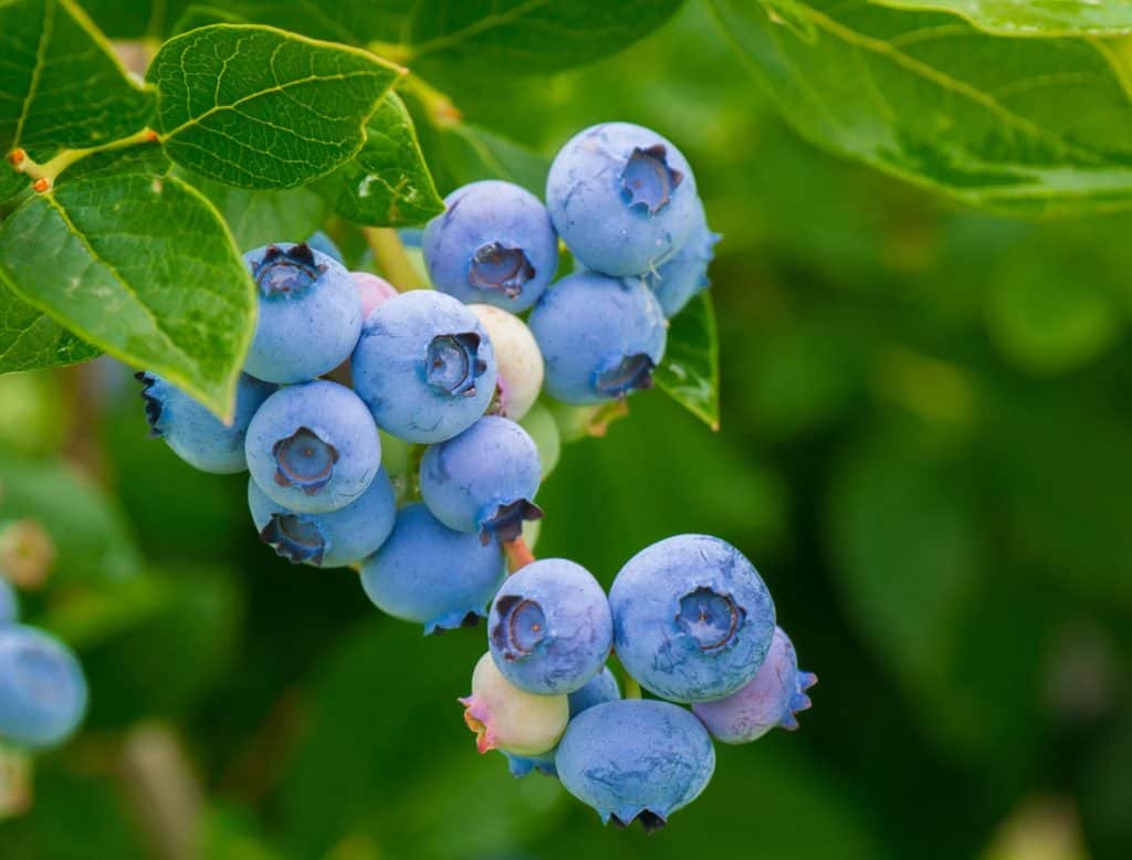 blueberry berries 3548239 1920