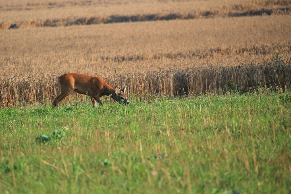 photo of fallow field with browsing deer