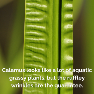 calamus phone small