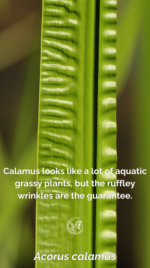 calamus phone wallpaper
