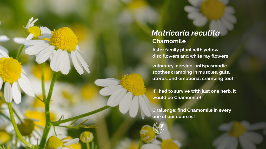 chamomile desktop wallpaper