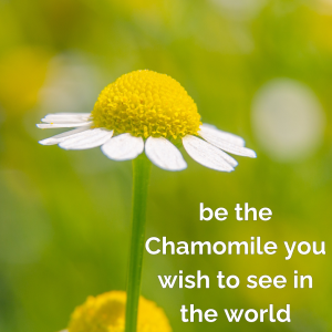 chamomile phone small