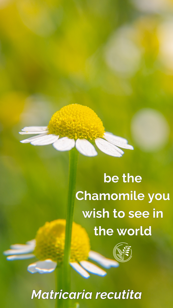 chamomile phone wallpaper