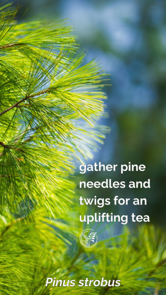 pine phone wallpaper