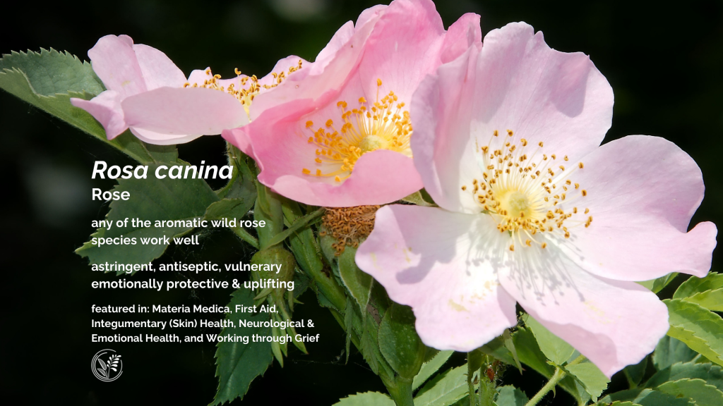 rose wallpaper for desktop