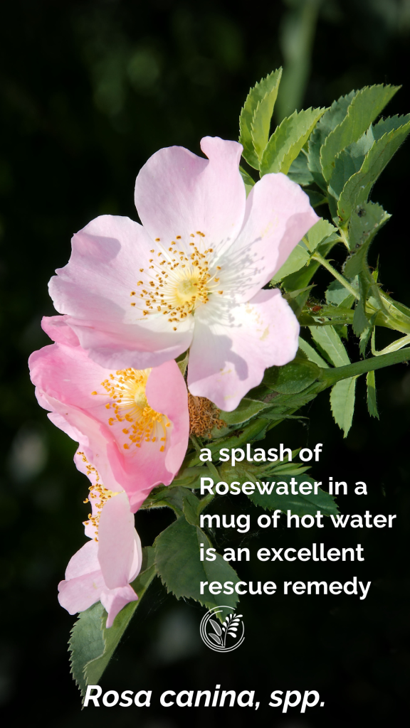 rose phone wallpaper