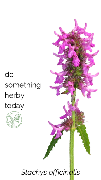 wood betony wallpaper for phone