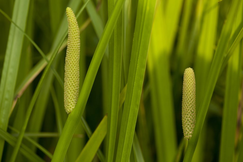 calamus flowers and leaves