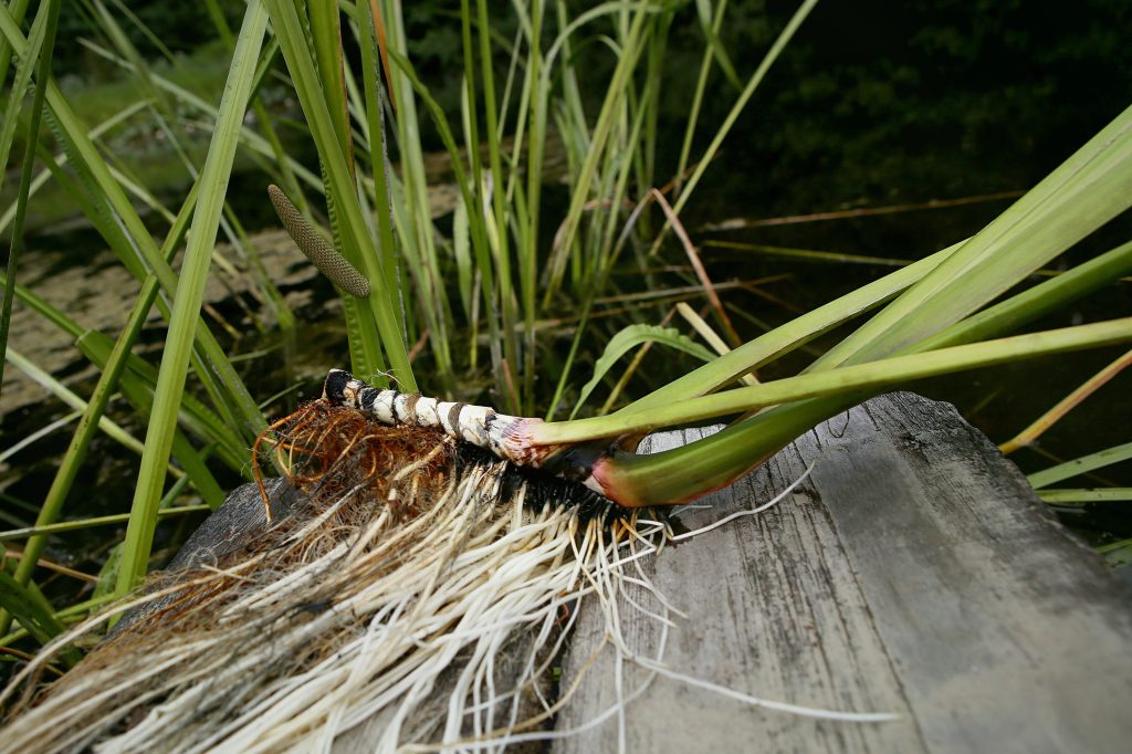 calamus root and leaves