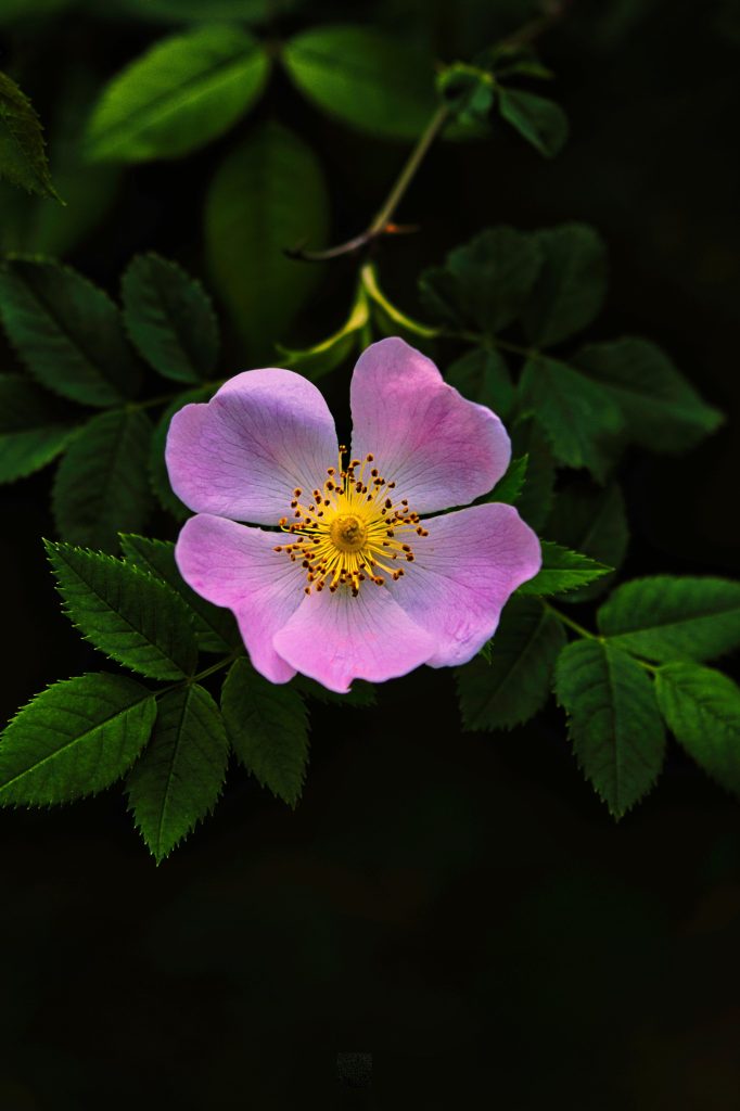 dog rose flower