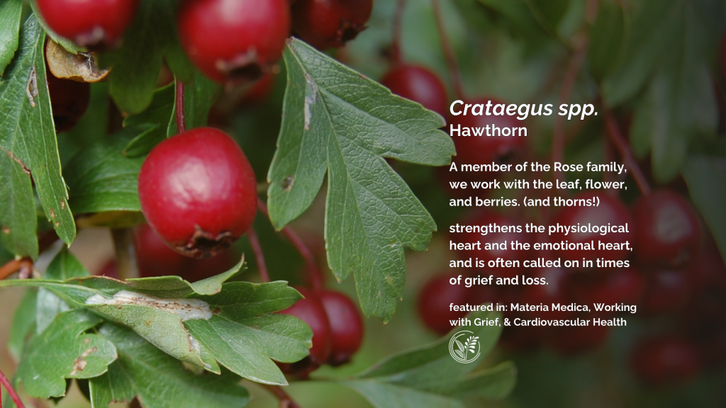 hawthorn desktop wallpaper