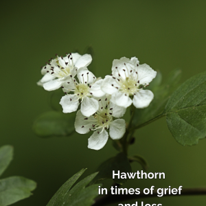hawthorn phone small