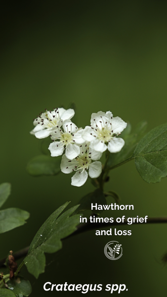 hawthorn phone wallpaper