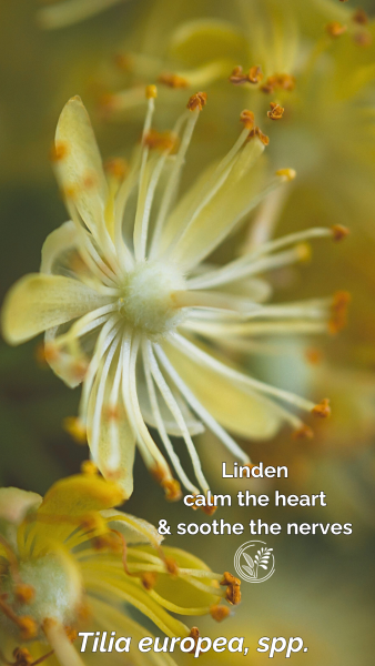 linden phone wallpaper